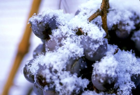Chiomonte Vino del ghiaccio