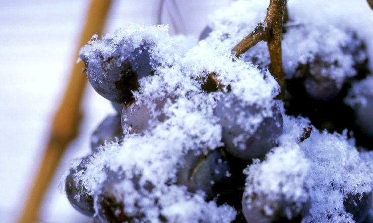 Chiomonte Vino del ghiaccio