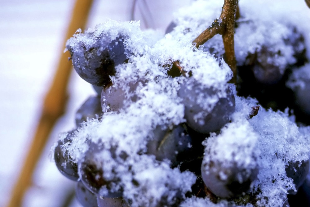 Chiomonte Vino del ghiaccio